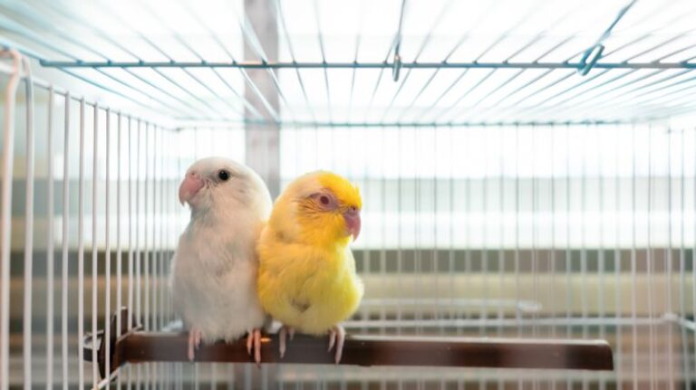 Two small parrots, one white and one yellow, sit perched inside a cage, symbolising restriction and limited freedom. Their confinement reflects the constraints of traditional private banking, where investors are locked into proprietary platforms rather than having access to broader financial opportunities.
