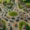 Roundabout full of identical cars symbolising AI-driven wealth management strategies with limited differentiation.